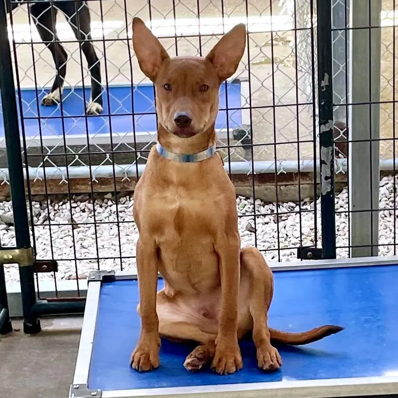 Elijah Grey thumbnail 3