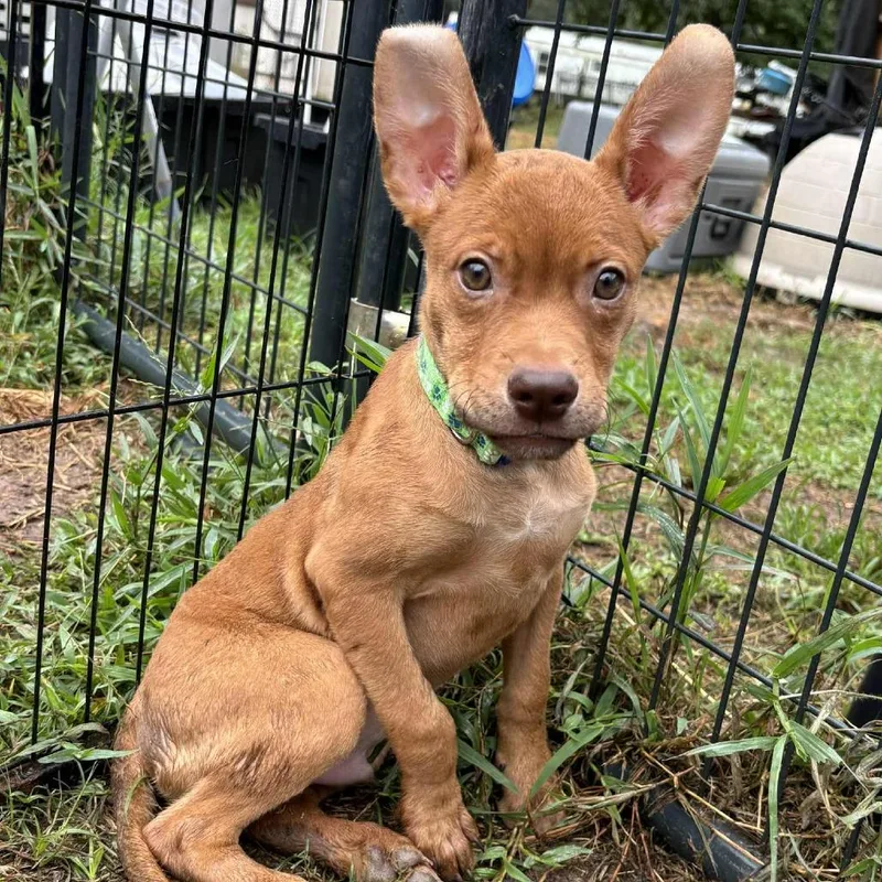 Elijah Grey thumbnail 4