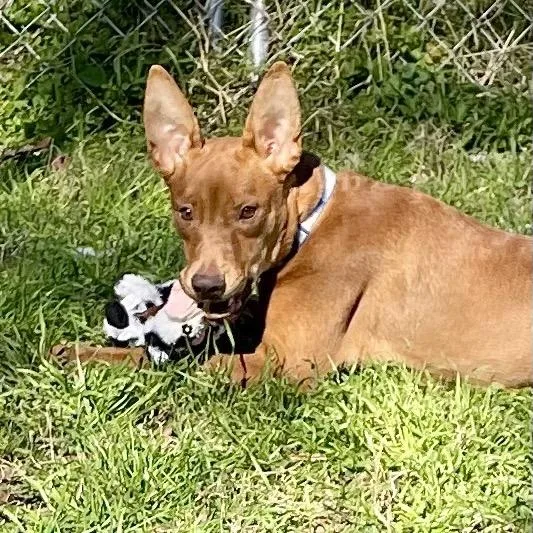 Elijah Grey thumbnail 5