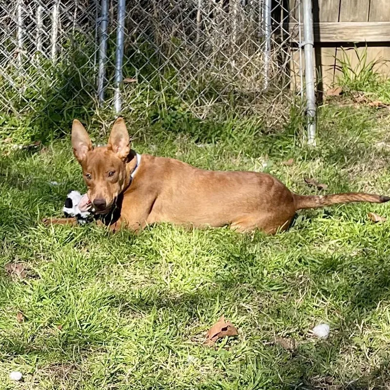 Elijah Grey thumbnail 6