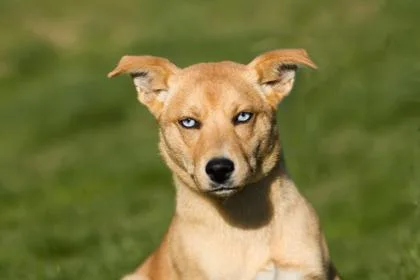 A baby medium-sized female Mixed Breed dog named Crystal for adoption in West Chester, PA
