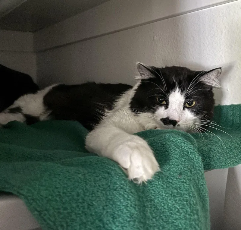 A young medium-sized male Black & White / Tuxedo Domestic Medium Hair cat named Jc Louie for adoption in Battle Ground, WA