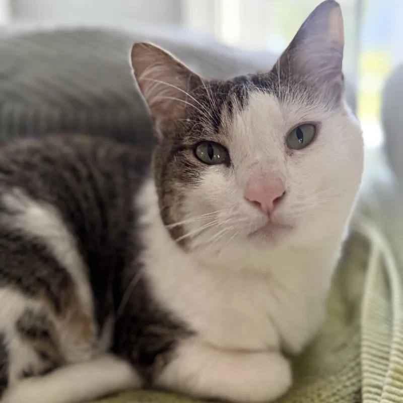 An adult large-sized female Brown / Chocolate Domestic Short Hair cat named Mollie for adoption in Ridgely, MD