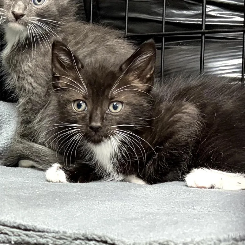 A baby small-sized male Black Domestic Medium Hair cat named Caesar for adoption in Long Beach, CA