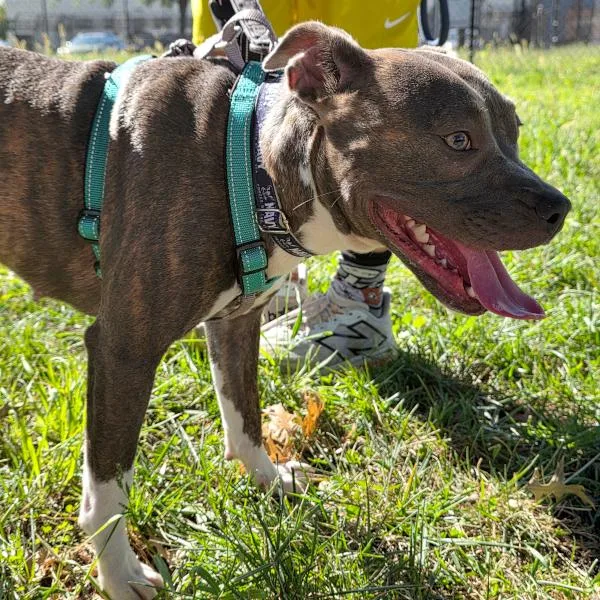 An adult medium-sized female Pit Bull Terrier dog named Cece for adoption in Des Moines, IA