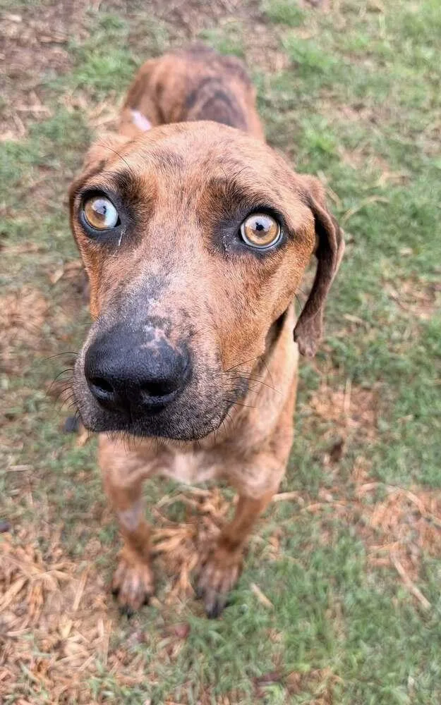 An adult medium-sized female Brown / Chocolate Plott Hound dog named Valentina for adoption in TULSA, OK