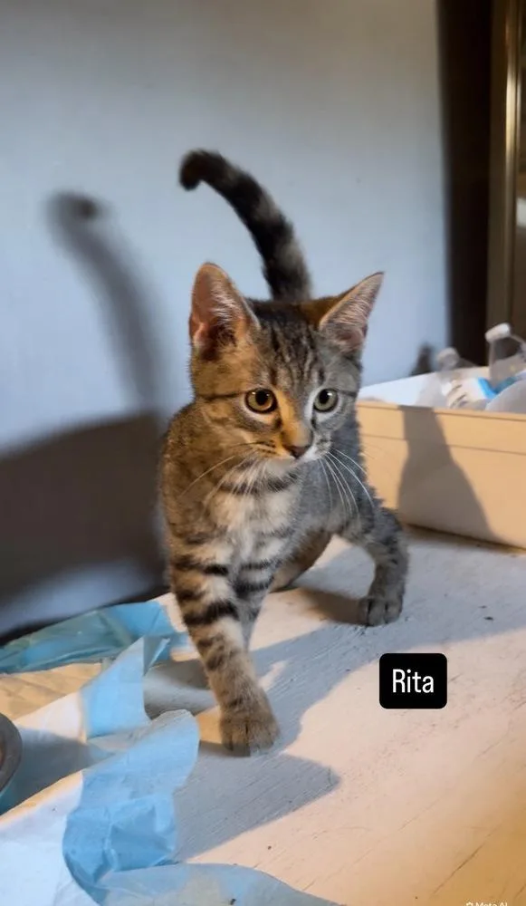 A baby small-sized female Tabby cat named Rita for adoption in Gardena, CA
