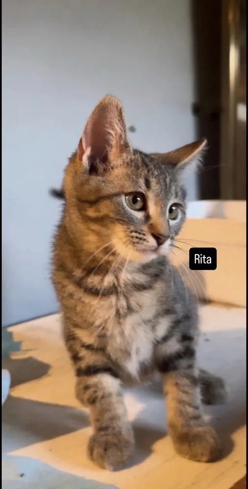 Rita thumbnail 2