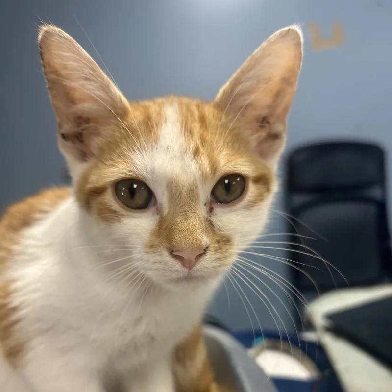A baby small-sized male Orange / Red Domestic Short Hair cat named Parker for adoption in St Joseph, MO