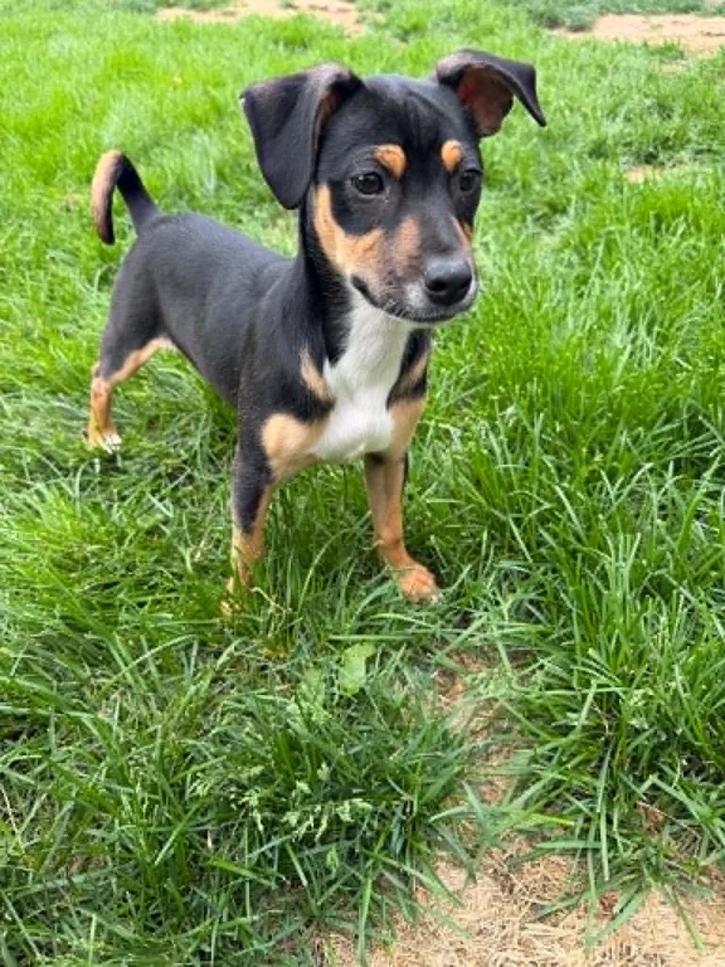A young medium-sized female Mixed Breed dog named Esther for adoption in Coralville, IA