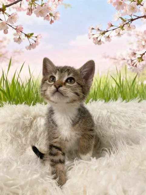 A baby small-sized male Tabby (Tiger Striped) Tabby cat named Curly for adoption in Tehachapi, CA