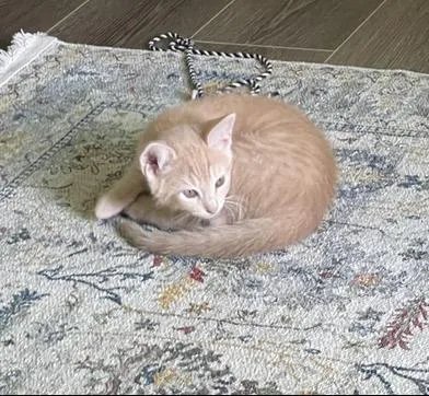 A baby small-sized male Tabby (Orange / Red) Domestic Short Hair cat named Hershey's for adoption in Liverpool, TX