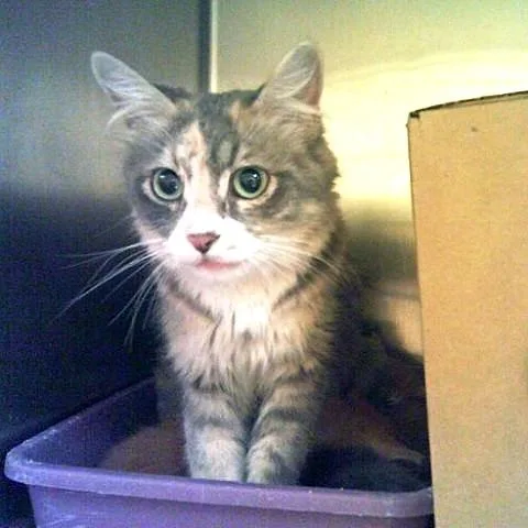 An adult medium-sized female Dilute Tortoiseshell cat named Minerva for adoption in Salt Lake City, UT