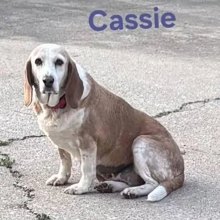 Cassie thumbnail 3