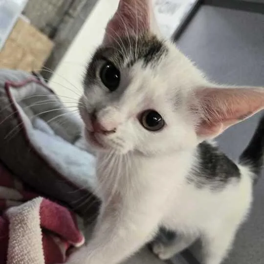 A baby small-sized male Gray & White Domestic Short Hair cat named Yacko for adoption in Flatwoods, KY