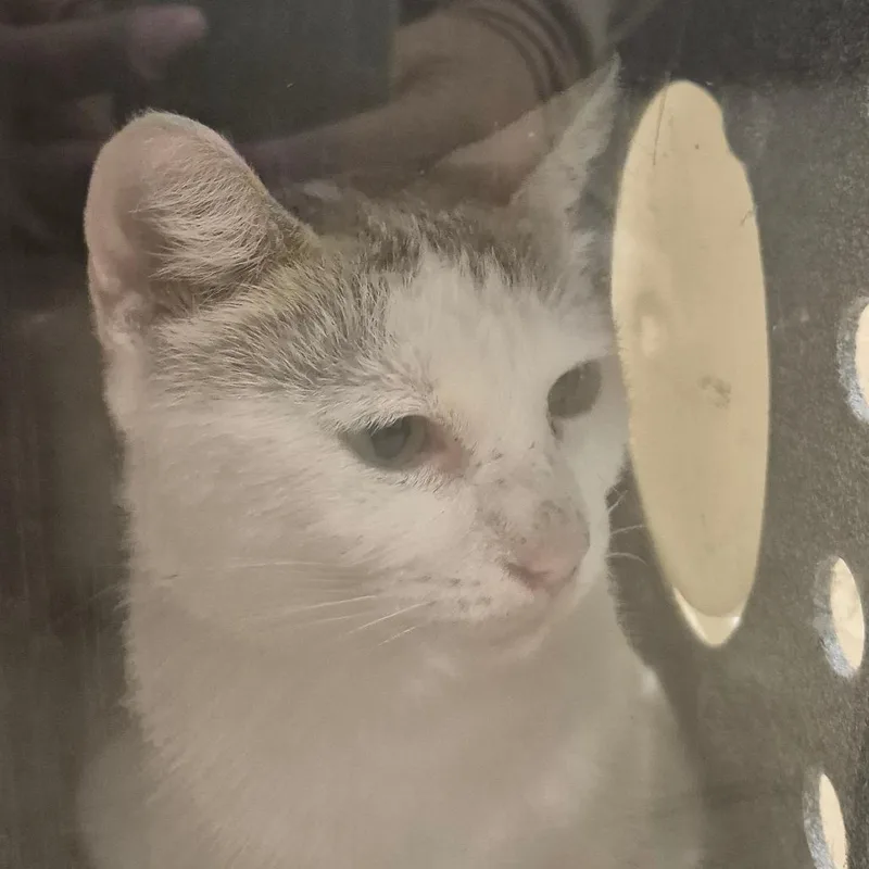 An adult medium-sized female Brown / Chocolate Domestic Short Hair cat named Clementine for adoption in Birmingham, AL