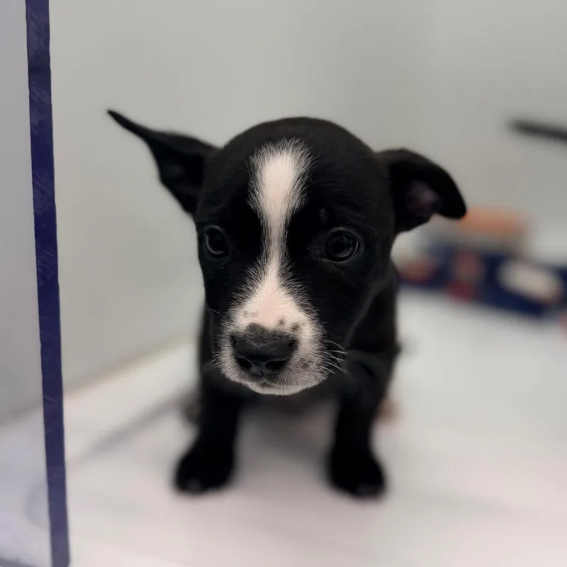A baby small-sized male Border Collie dog named Dain Aetos for adoption in Chico, CA