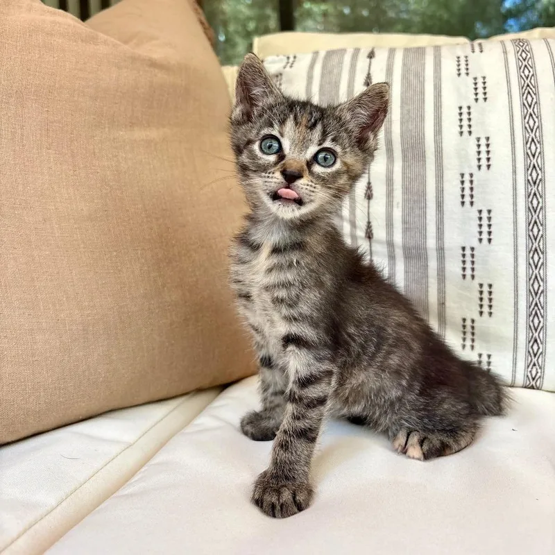 A baby small-sized female Brown / Chocolate Domestic Short Hair cat named Quail Egg for adoption in Austin, TX