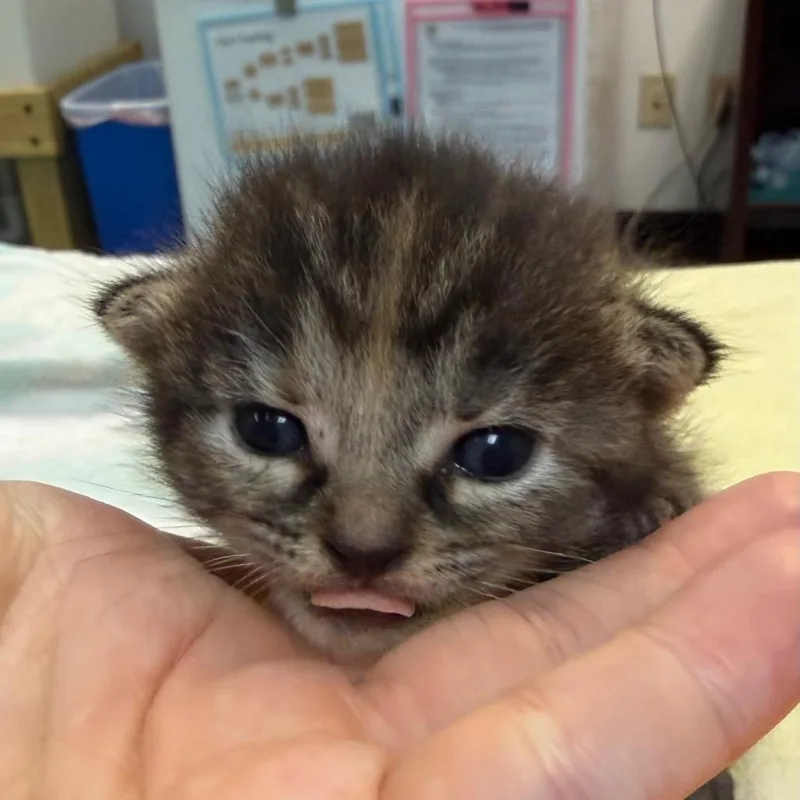 Quail Egg thumbnail 5