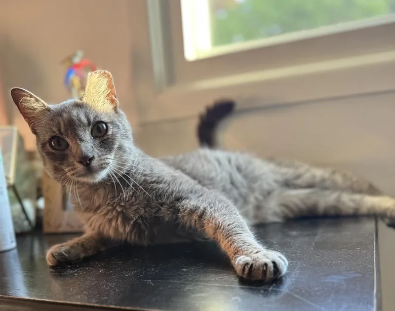 A young medium-sized female Gray / Blue / Silver Domestic Short Hair cat named Princess Jasmine for adoption in Oak Park, MI