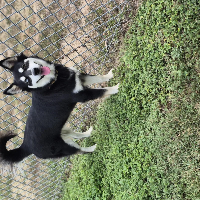 An adult medium-sized female Husky dog named Pickleball for adoption in Schertz, TX