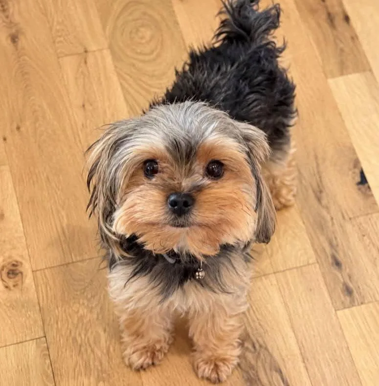 An adult small-sized male Yellow / Tan / Blond / Fawn Yorkshire Terrier dog named Richie for adoption in Kansas City, KS