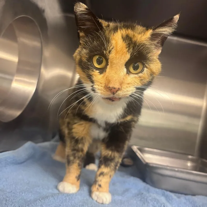 An adult medium-sized female Calico Domestic Short Hair cat named Kaliuchis for adoption in Indianapolis, IN