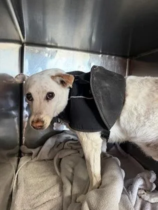 A senior medium-sized male White / Cream Mixed Breed dog named Toby for adoption in El Paso, TX