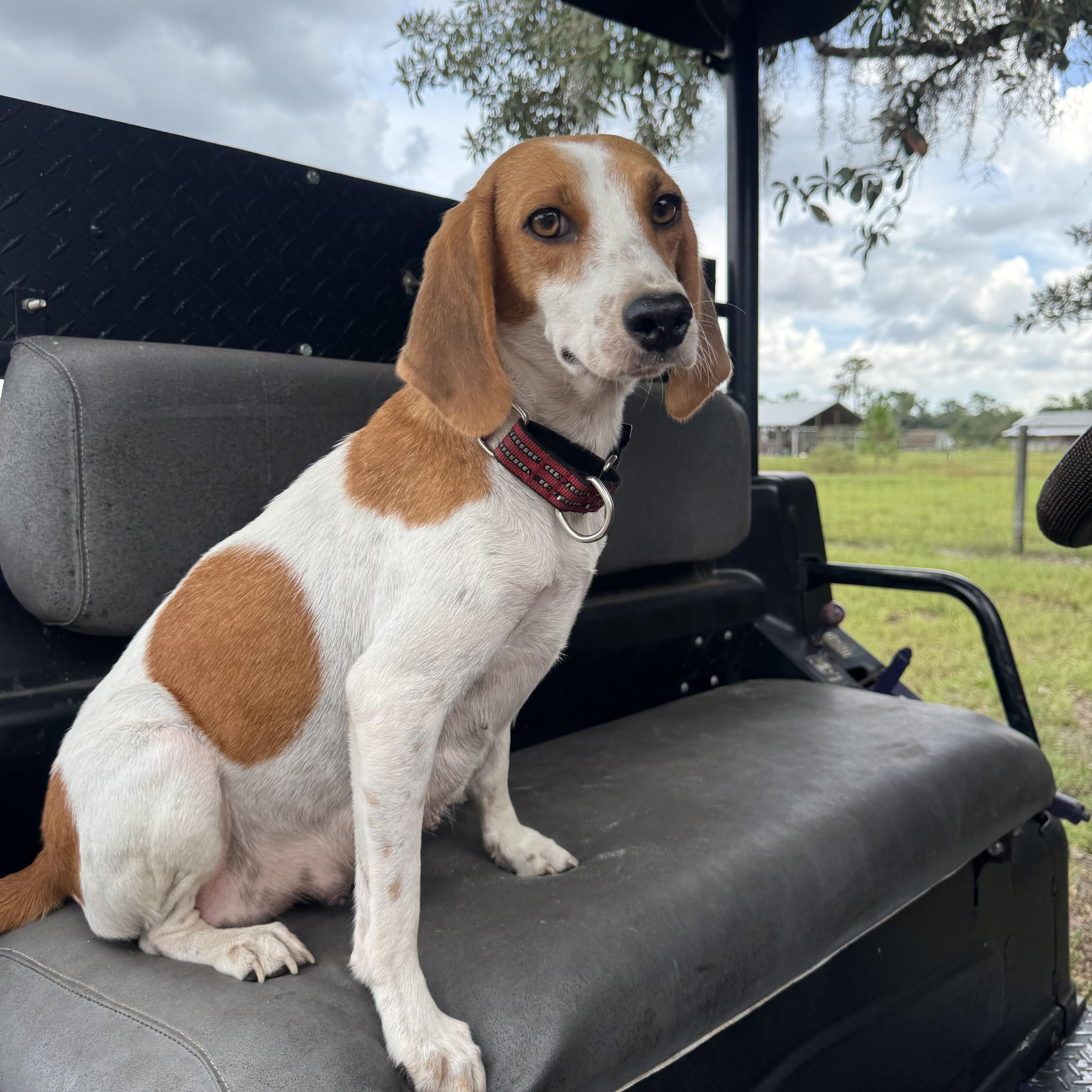 A young small-sized female Brown / Chocolate Beagle dog named Dolly for adoption in Myakka City, FL
