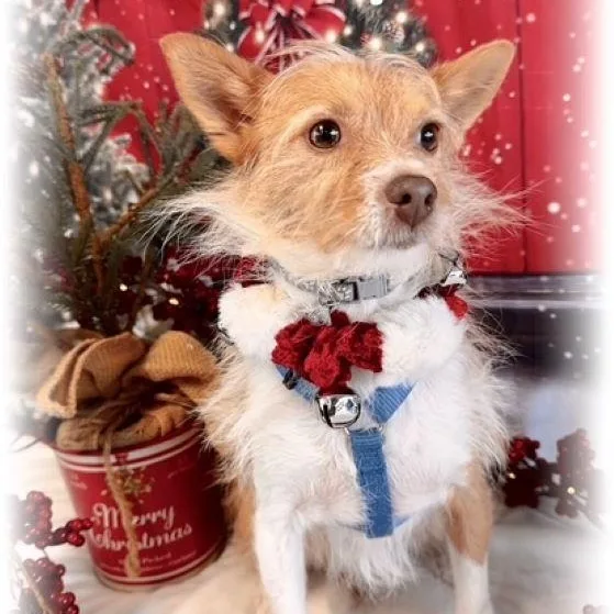 An adult small-sized male Yellow / Tan / Blond / Fawn Terrier dog named Spark for adoption in Tulsa, OK
