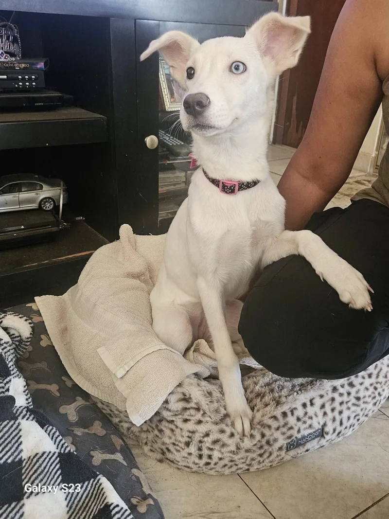 A young medium-sized female Mixed Breed dog named Alia for adoption in Albion, NY