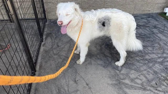 A young medium-sized male Australian Shepherd dog named Verizon for adoption in Modesto, CA