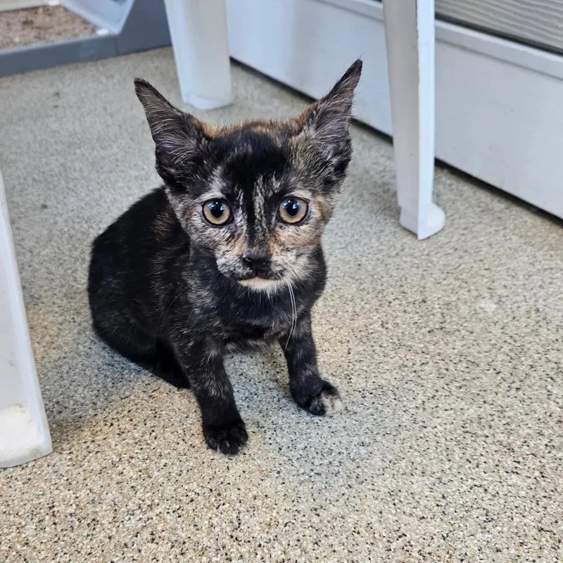 A baby small-sized female Black Domestic Short Hair cat named Flippin' Hangry for adoption in Gloucester, VA