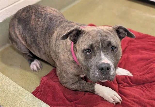 A young large-sized female Pit Bull Terrier dog named Willow for adoption in Moreno Valley, CA