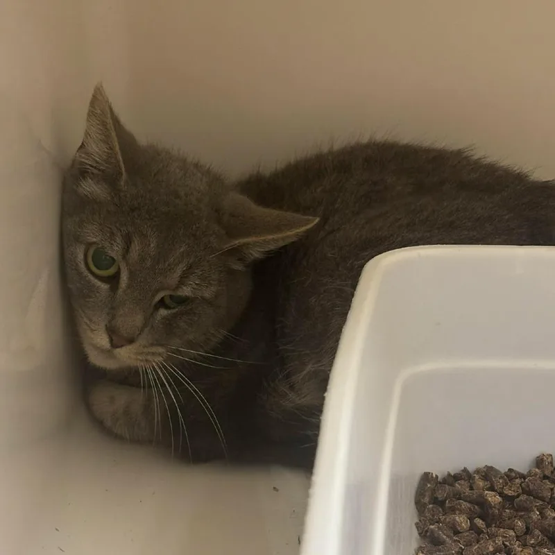 Espresso thumbnail 2