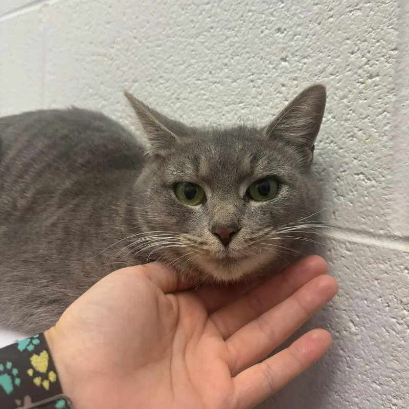 Espresso thumbnail 3