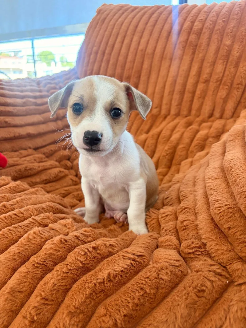 A baby small-sized male Jack Russell Terrier dog named Biscuit for adoption in Los Angeles, CA