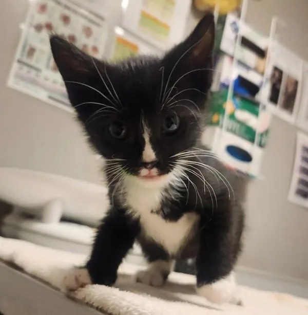 A baby small-sized male Domestic Short Hair cat named Tyson for adoption in Dublin, CA