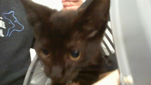 A baby small-sized male Domestic Short Hair cat named Ernie for adoption in Charlotte, NC