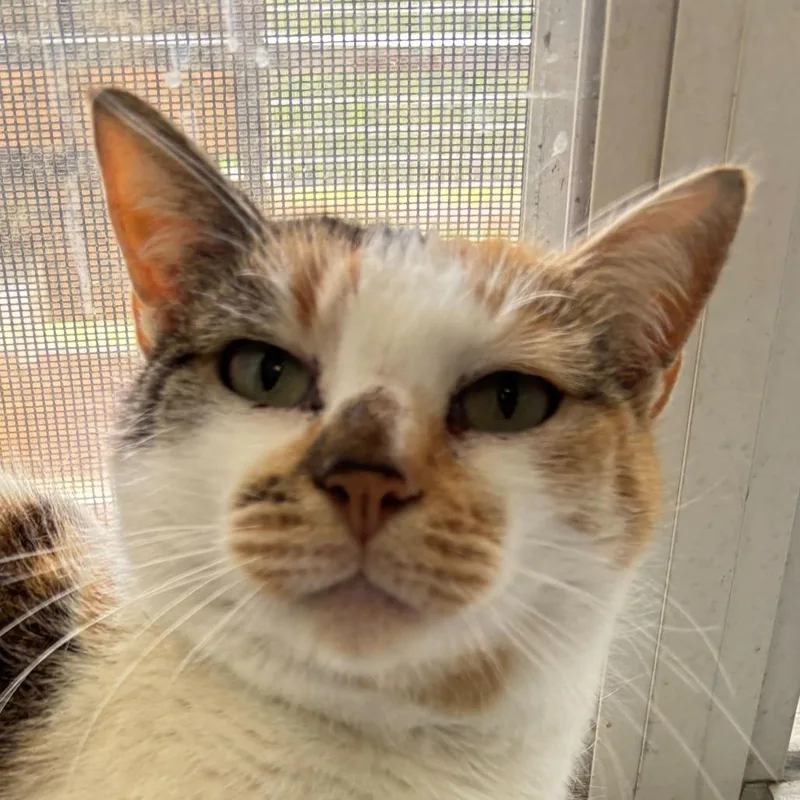 Surround Sound thumbnail 3