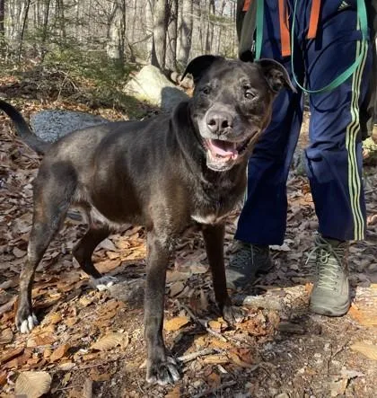 Stryker In Maine