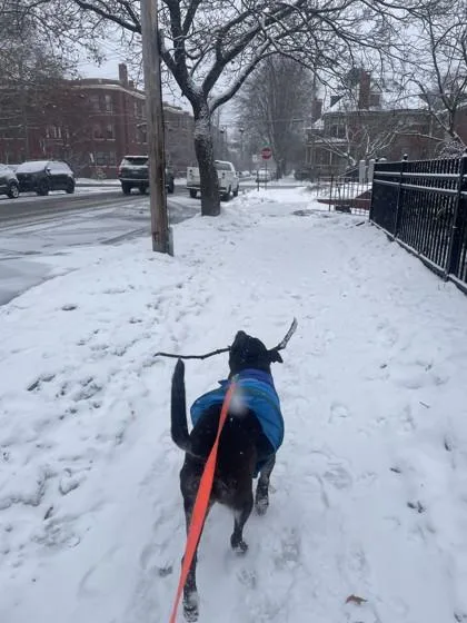 Stryker In Maine thumbnail 3