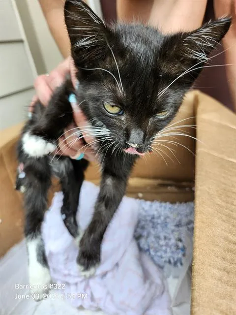 A baby small-sized female Domestic Short Hair cat named Faith for adoption in San Antonio, TX