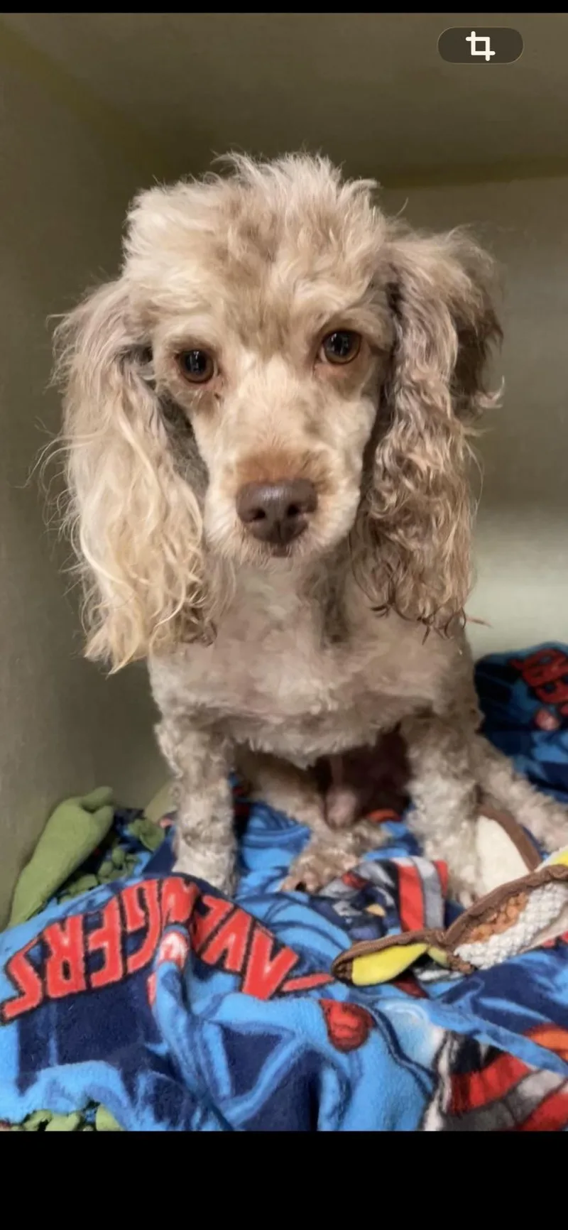 A baby small-sized male Gray / Blue / Silver Miniature Poodle dog named Ron Terrell for adoption in Broken Arrow, OK