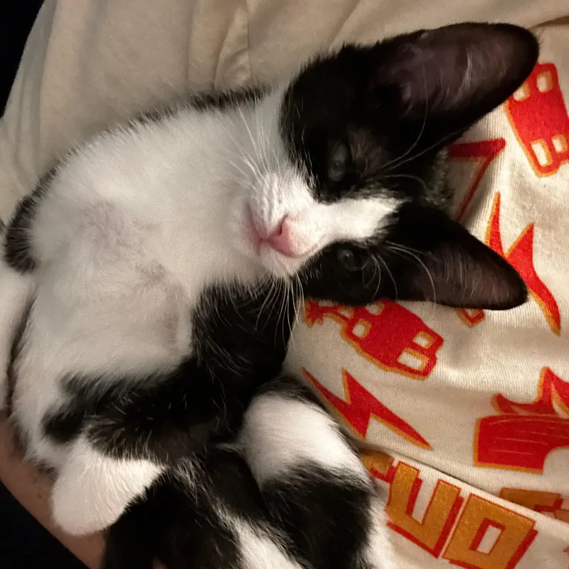 A baby small-sized female Black & White / Tuxedo Domestic Short Hair cat named Dumbo for adoption in Richmond, VA