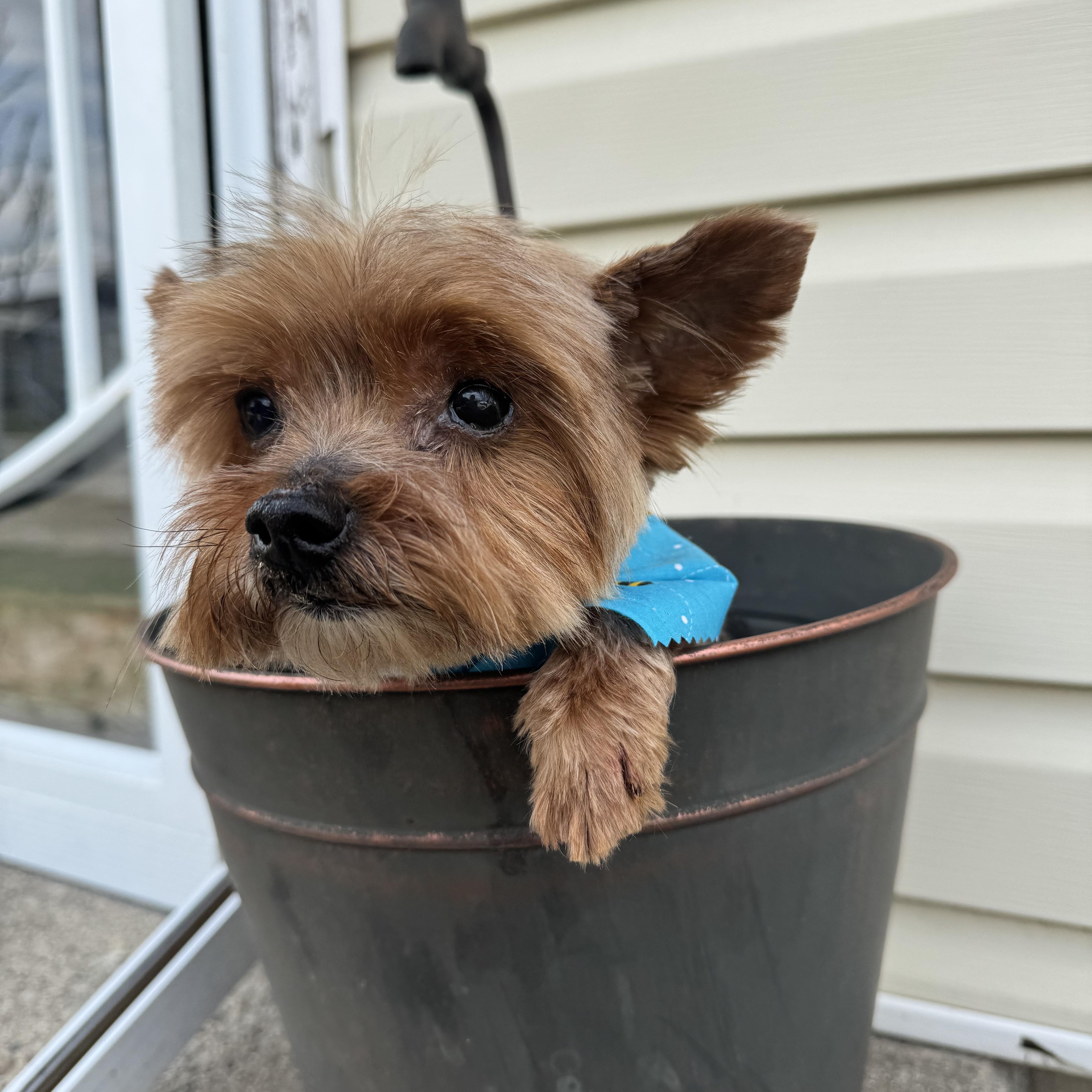 Joey! Sweet Tiny Kid thumbnail 4