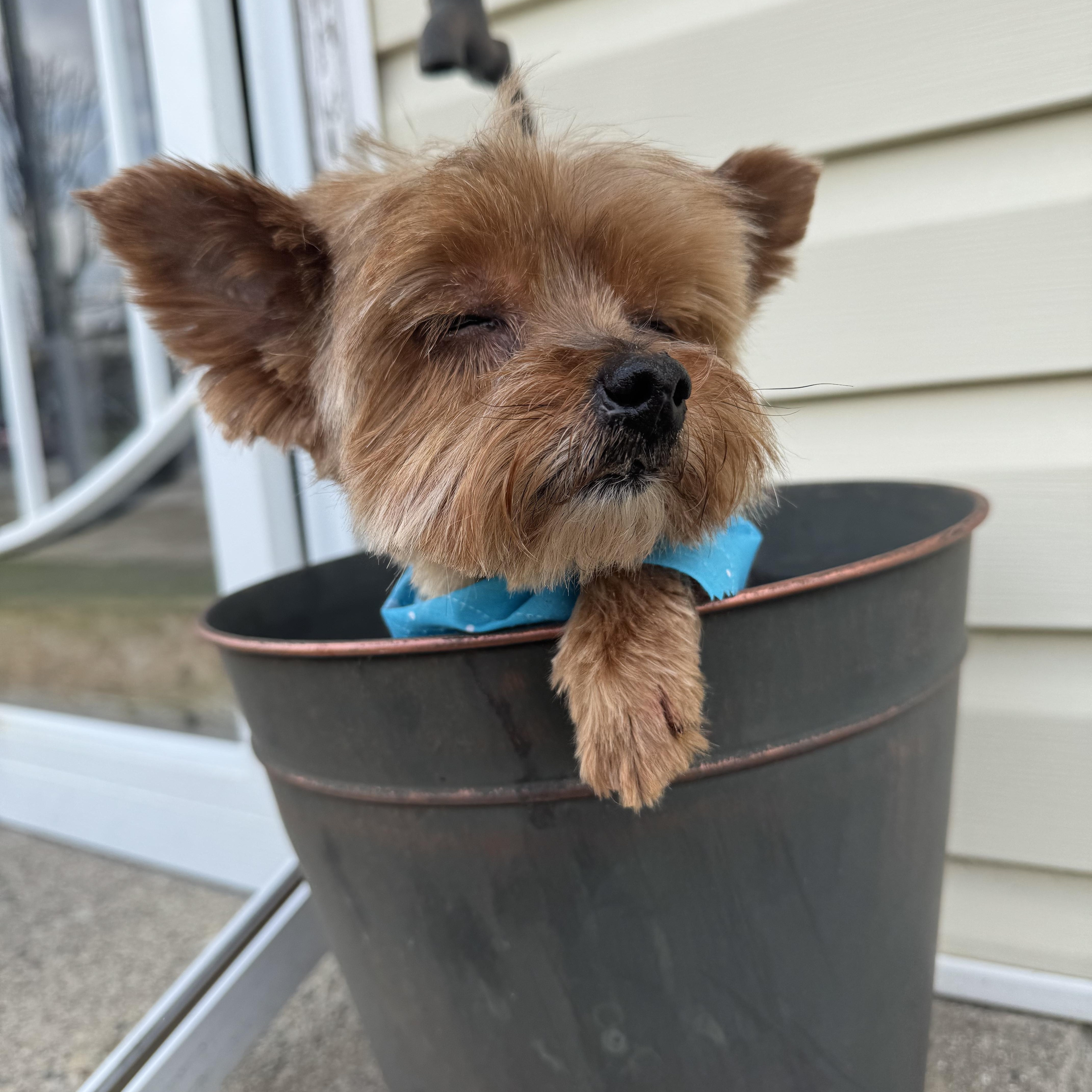 Joey! Sweet Tiny Kid thumbnail 5