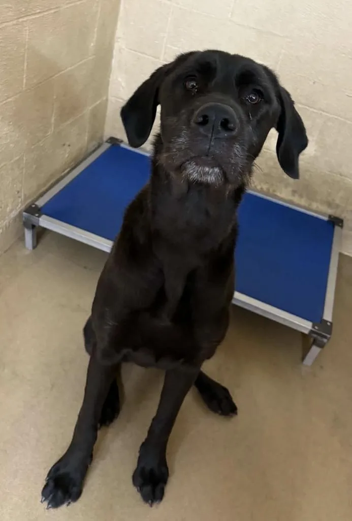 A young large-sized male Labrador Retriever dog named Titan for adoption in Waverly, TN