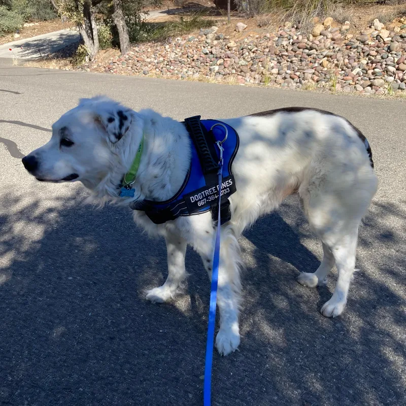 Grace – A Gentle thumbnail 4