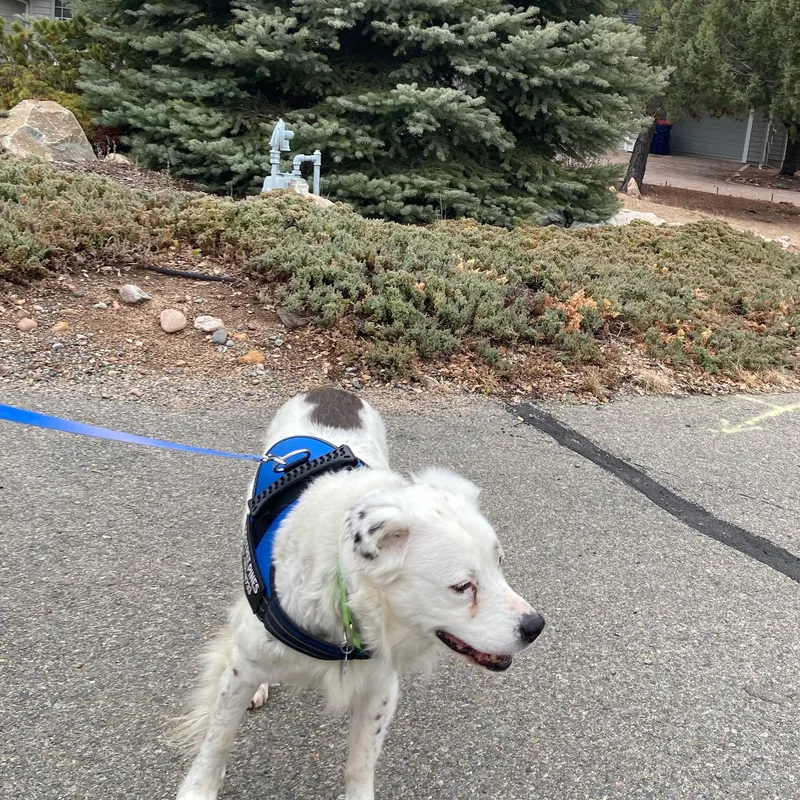 Grace – A Gentle thumbnail 5